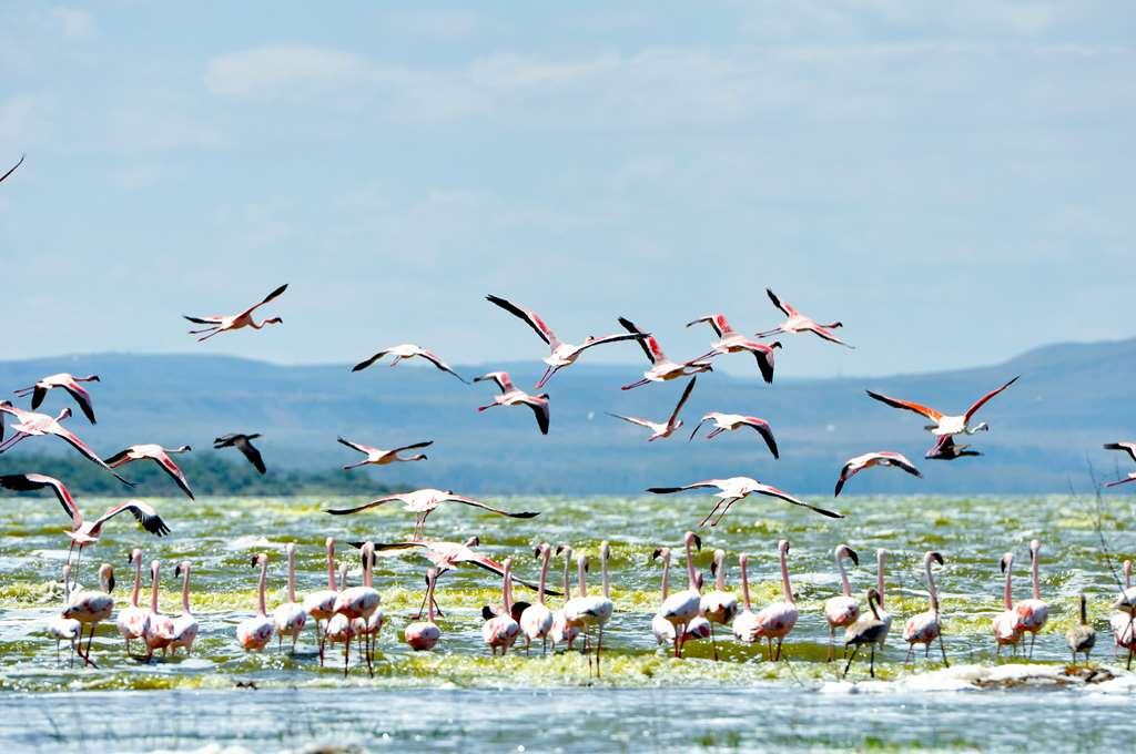 Lake Elmenteita Serena Camp Exterior foto